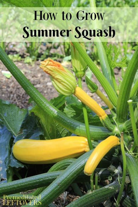 How to Plant Squash  Useful Knowledge