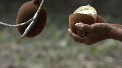 Cracking Open a Cupuaçu Amazonian SUPERFRUIT with a Hammer