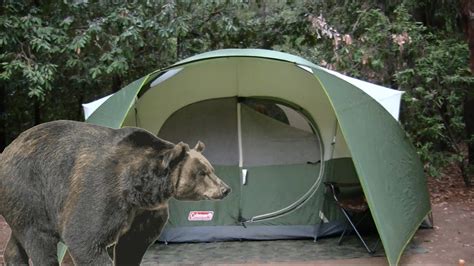 Solo Camping With a Bear Outside My Tent